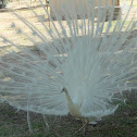 Platinum Peacock