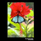 Blue Wanderer butterfly