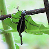 Beetle - Black Blister Beetle