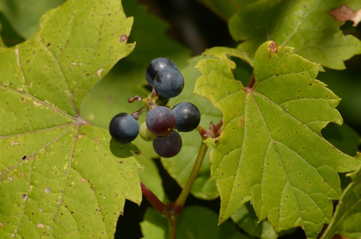 Concord Grapes