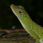 Anolis lizard