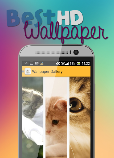 Cute Cat HD Wallpaper