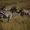 Galloping Grant`s Zebras
