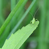 Struiksprinkhaan, Speckled bush-cricket (nymph)
