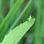 Struiksprinkhaan, Speckled bush-cricket (nymph)