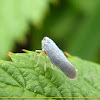 Blue leafhopper