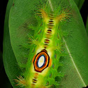 Stinging Nettle Slug Caterpillar (Cup Moth)