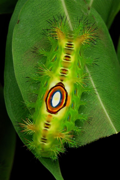 Stinging Nettle Slug Caterpillar (Cup Moth) | Project Noah
