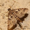 European Pepper Moth