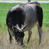 Zebu Cattle