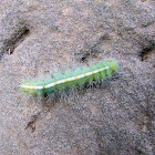 caterpillar