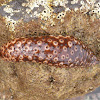 Sea cucumber