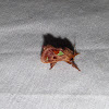 Spiny Oak Slug Moth