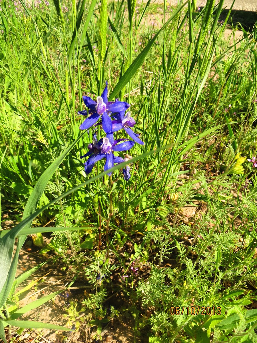 Common Blue-eyed Grass