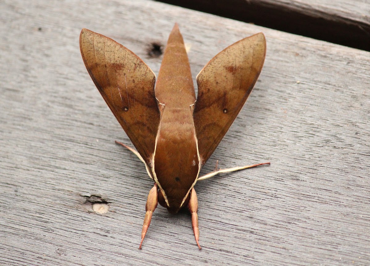 White-brow Hawk Moth