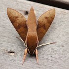 White-brow Hawk Moth