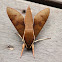 White-brow Hawk Moth