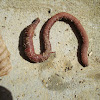 Common Earthworm / Gujavica
