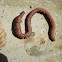 Common Earthworm / Gujavica