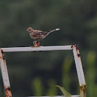 Eastern Towhee