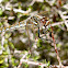 Variegated Meadowhawk