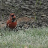 Northern Cardinal (young male)