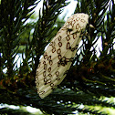 Giant Leopard Moth Hypercompe scribonia