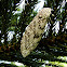 Giant Leopard Moth Hypercompe scribonia