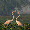 Greater flamingo