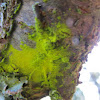 Chrysotrichaceae (lichen)