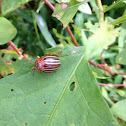 Colorado potato beetle