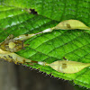 Leaf Katydid Nymph