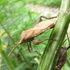 Leaf-footed Bug (with friend)
