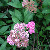 Japanese spirea