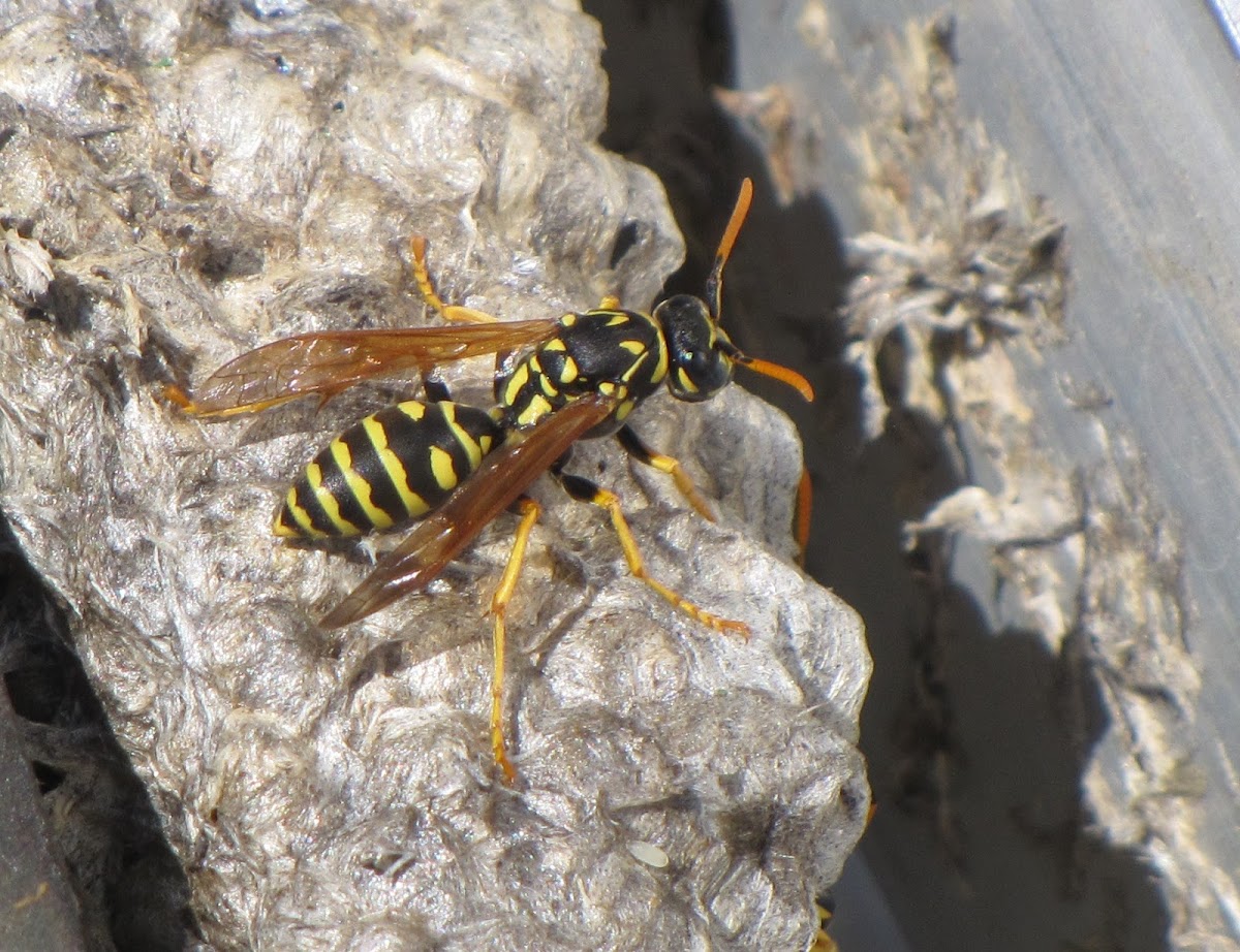European Papar Wasp