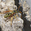 European Papar Wasp