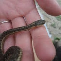 Eastern Garter Snake (juvenile)