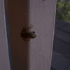 young tree frog