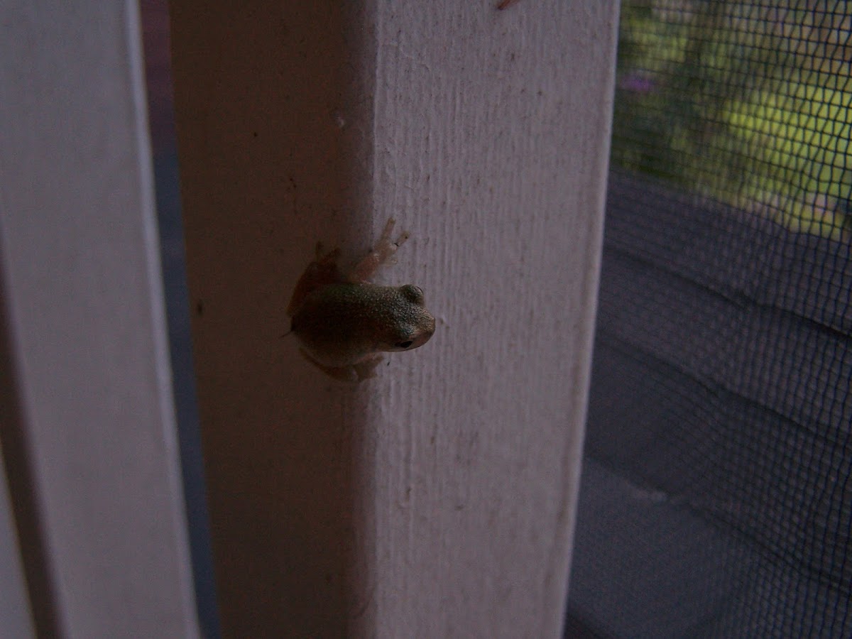 young tree frog