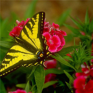 Butterfly Jigsaw Puzzle.apk 1.0