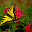 Butterfly Jigsaw Puzzle Download on Windows