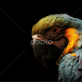 Are you looking at me? by Kelly Williams - Animals Birds