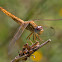 Scarlet Dragonfly