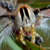 She-Oak Moth Caterpillar