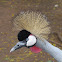 Grey Crowned Crane