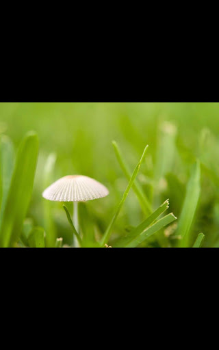 Mushroom Umbrella Photos LWP