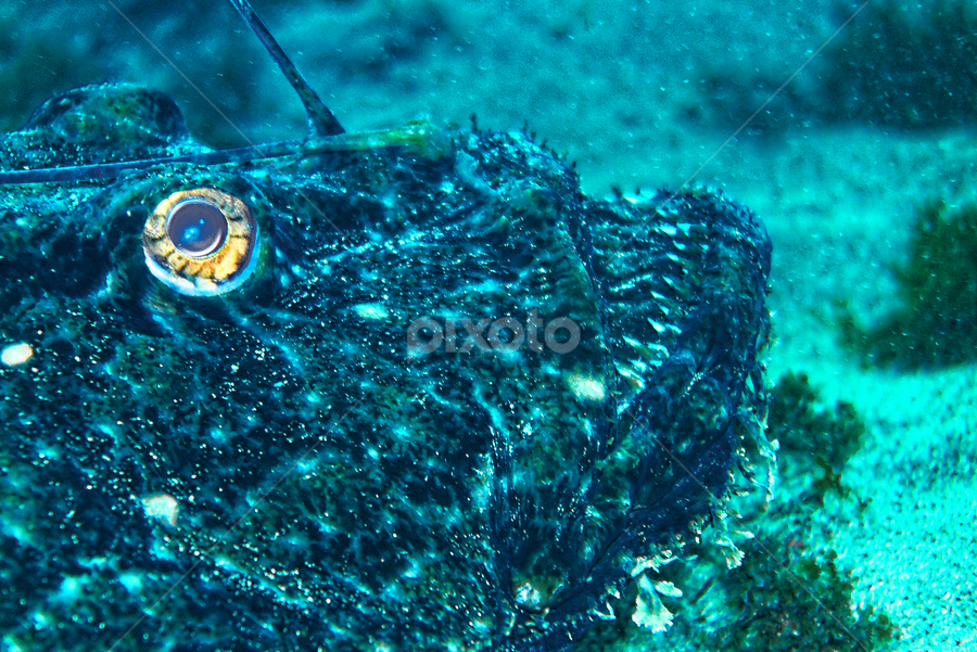 Tamboril by Artur Silva - Animals Fish