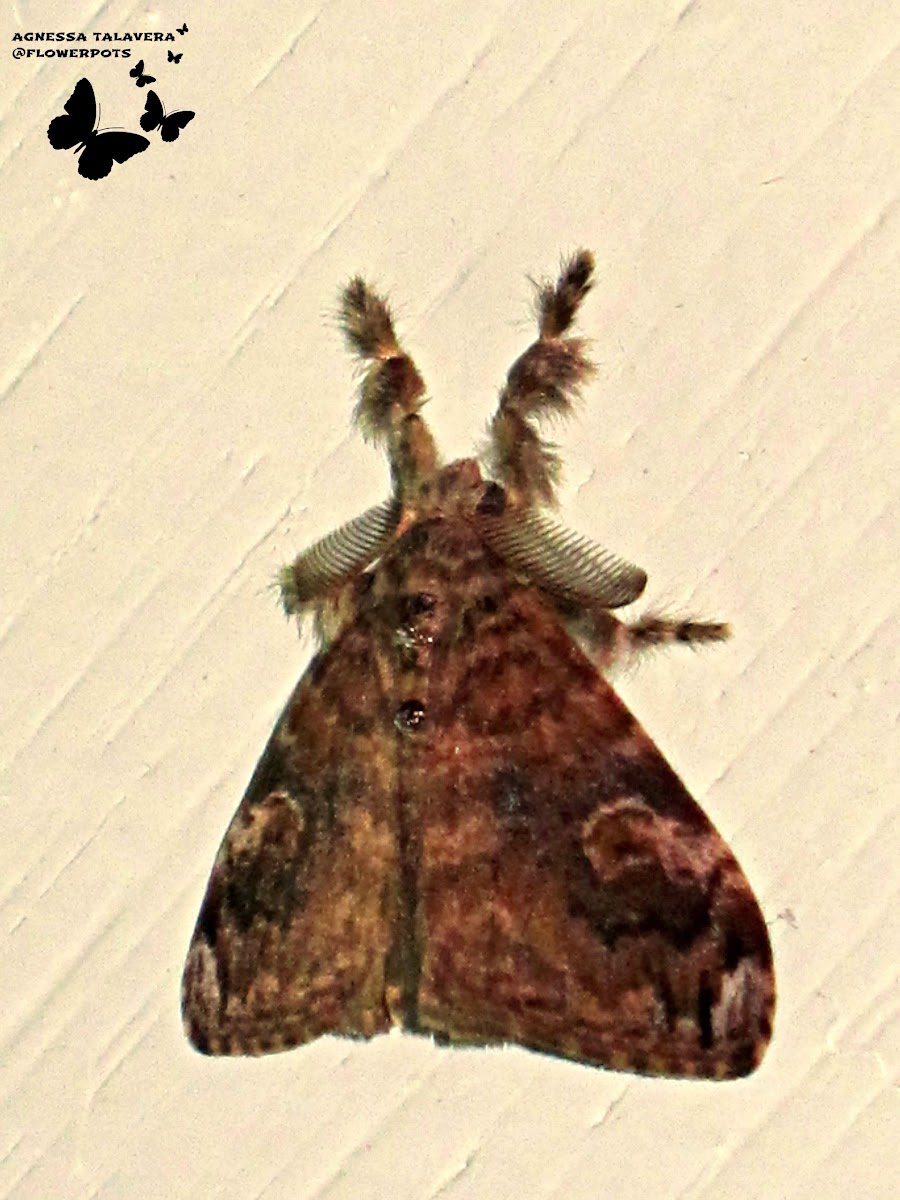 Olene Tussock Moth