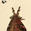 Olene Tussock Moth