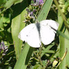 Cabage White Butterfly